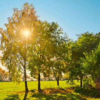 Gedenkbaum-Gruppe von Agnes für Hans Josef Breuer 