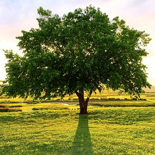 Gedenkbaum von Bénédicte Pillot-Bechtold für Gero Diedrich von Seggern 